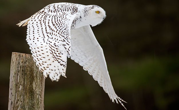 AMD Snowy Owl